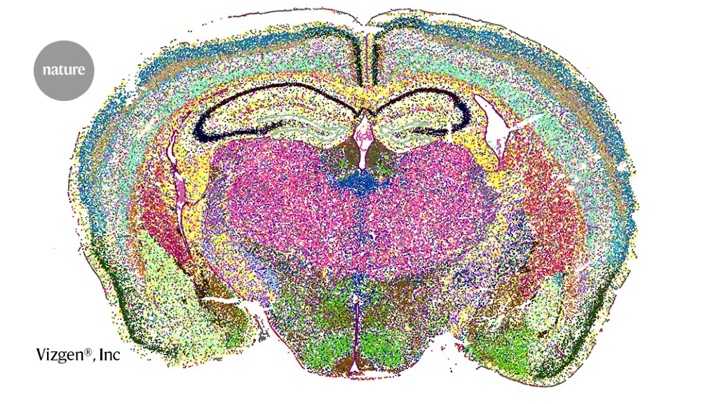 The quest to map the mouse brain